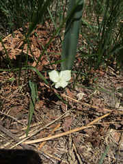 Calochortus minimus
