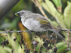 Saltator striatipectus
