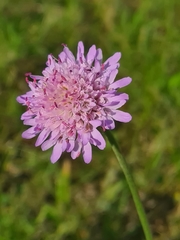 Knautia arvensis