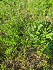 Knautia arvensis