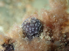Dysidea fragilis