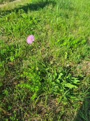 Knautia arvensis