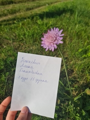 Knautia arvensis