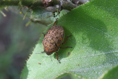 Orsilochides stictica
