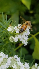 Apis mellifera