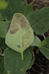 Peronospora variabilis