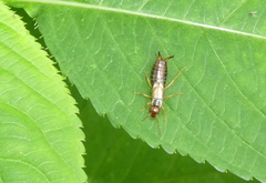 Forficula auricularia