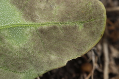 Peronospora variabilis