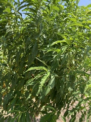 Prunus persica nucipersica