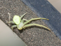 Misumessus