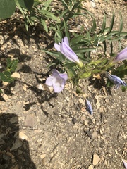 Penstemon lyallii