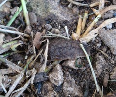 Phyllocaulis soleiformis