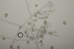 Peronospora variabilis