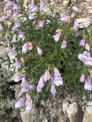 Penstemon lyallii