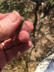 Diceroprocta eugraphica