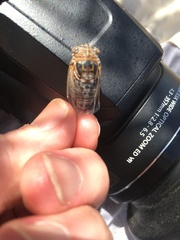 Diceroprocta eugraphica