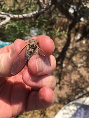 Diceroprocta eugraphica