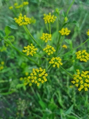 Pastinaca sativa
