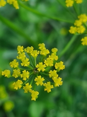 Pastinaca sativa