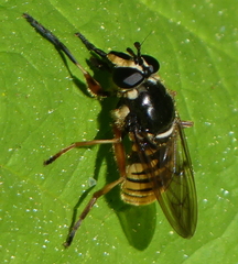 Sphecomyia