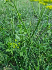 Pastinaca sativa