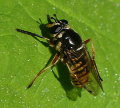 Sphecomyia