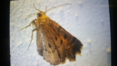 Odontopera bidentata