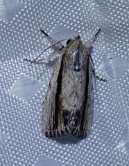 Catabenoides