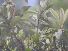 Zimmerius chrysops
