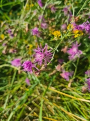 Centaurea stoebe