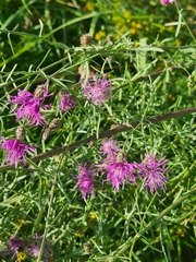 Centaurea stoebe