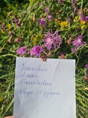 Centaurea stoebe