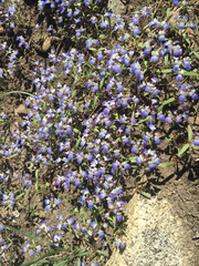 Collinsia torreyi wrightii