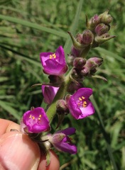 Thyrsanthemum floribundum