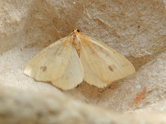 Macaria ribearia