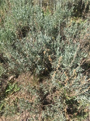 Artemisia arbuscula