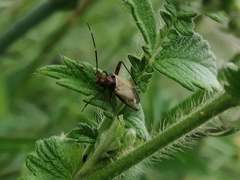 Adelphocoris vandalicus