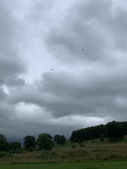 Delichon