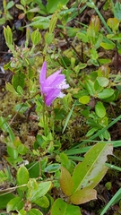 Arethusa bulbosa
