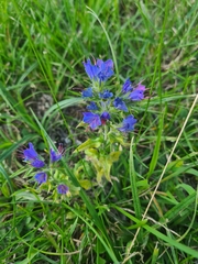 Echium vulgare