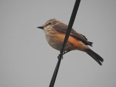 Pyrocephalus rubinus