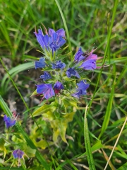 Echium vulgare