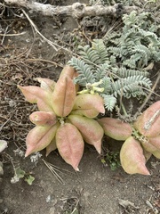 Astragalus nuttallii nuttallii