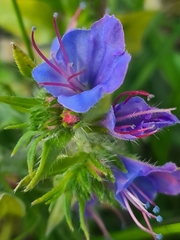 Echium vulgare