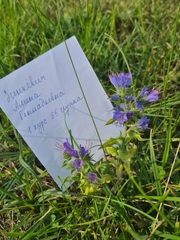 Echium vulgare