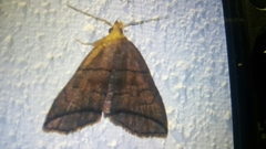 Herminia grisealis