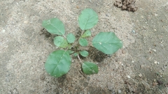 Trianthema portulacastrum