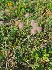 Trifolium arvense