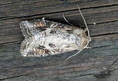 Trichordestra liquida