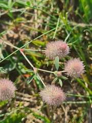 Trifolium arvense